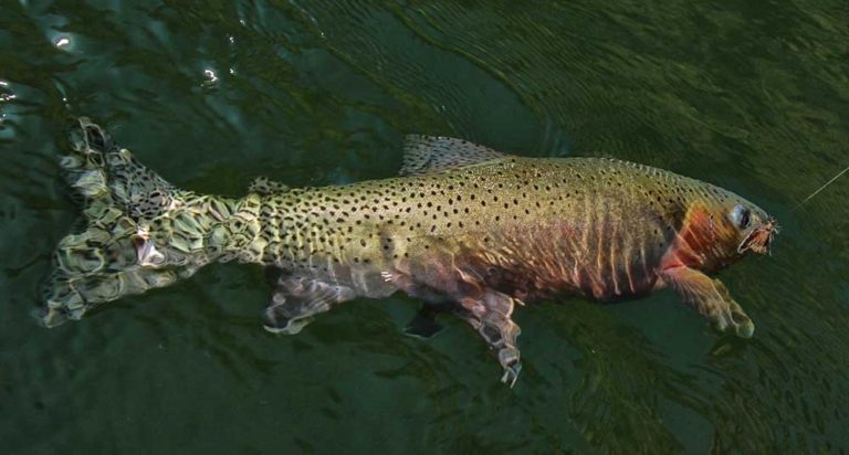 Fly Fishing Middle Fork Salmon